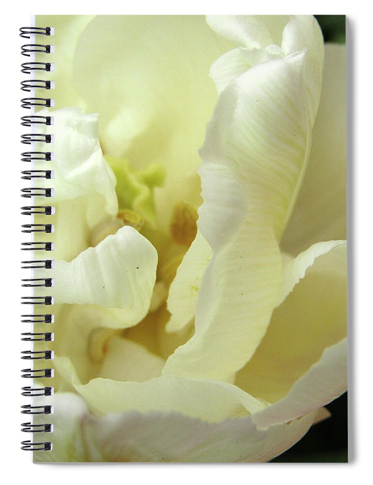   Tulips Spiral Notebook featuring the photograph White Beauty by Kim Tran