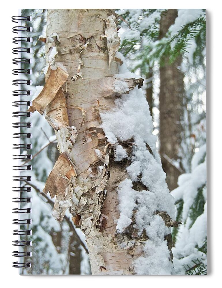 Birch Spiral Notebook featuring the photograph White Birch with Snow by Michael Peychich