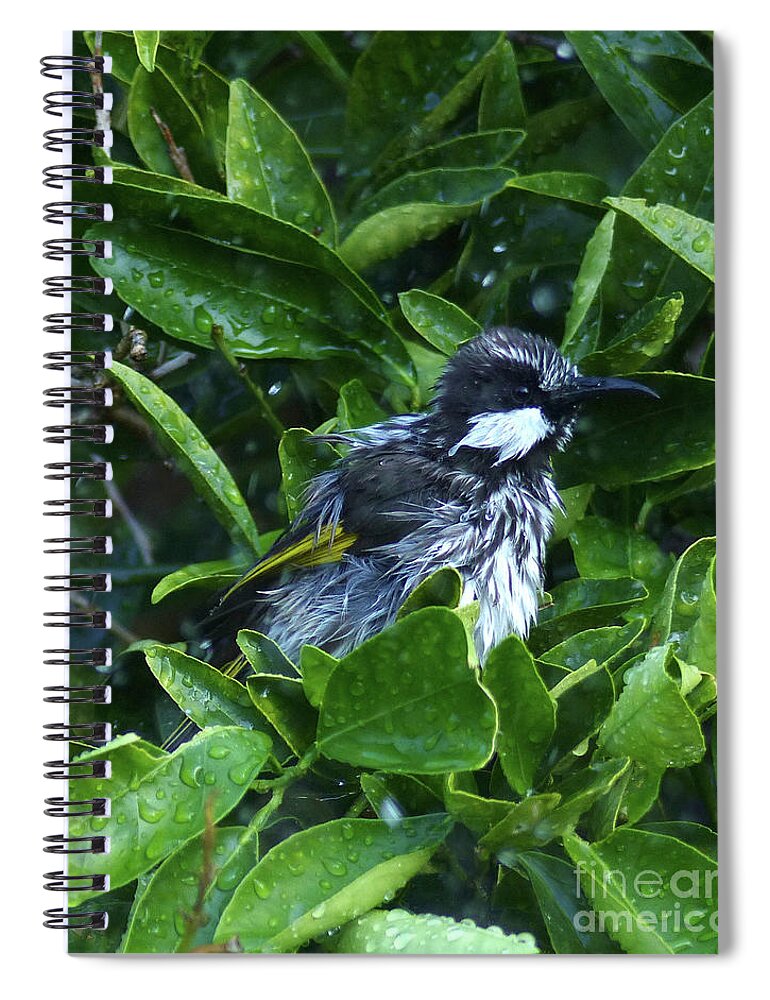 Western Australia Spiral Notebook featuring the photograph White Cheeked Honeyeater taking a shower by Phil Banks
