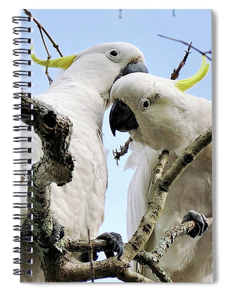 White Cockatoos Spiral Notebook featuring the photograph White Cockatoos by Kaye Menner