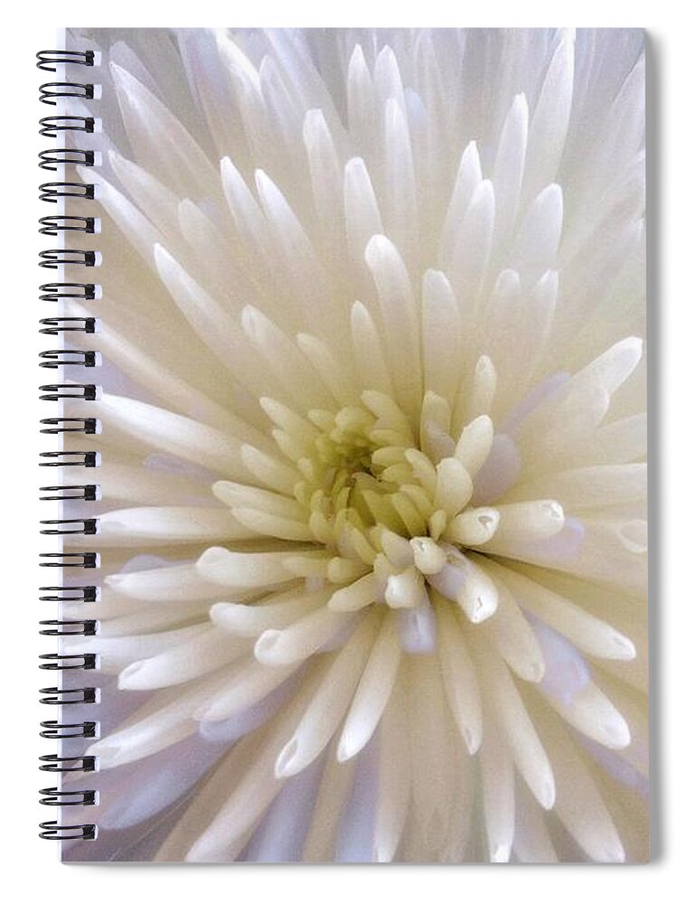 Chrysanthemum Spiral Notebook featuring the photograph White Colour Burst by Joan-Violet Stretch
