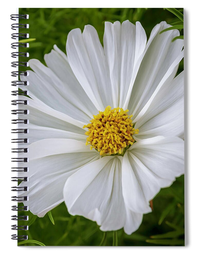 Flowers Spiral Notebook featuring the photograph White Cosmos by Catherine Avilez