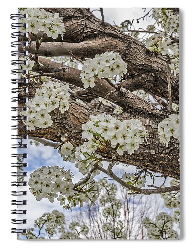Malus Species Spiral Notebook featuring the photograph White Crabapple Blossoms by Sue Smith