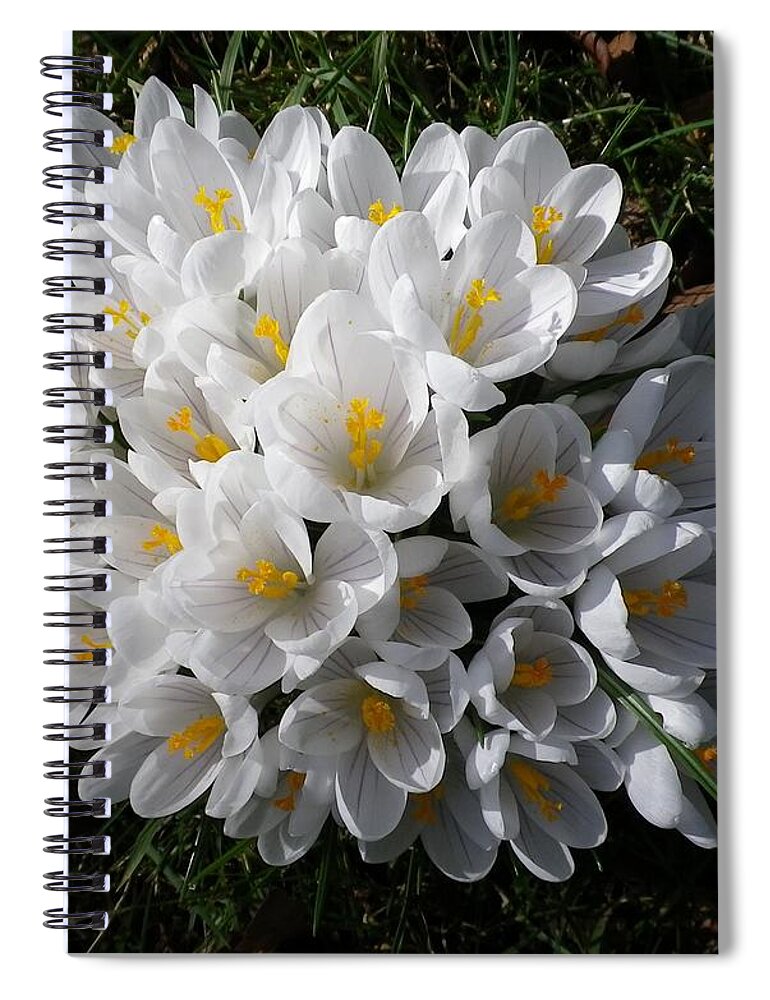 Croci Spiral Notebook featuring the photograph White Crocuses by Richard Brookes