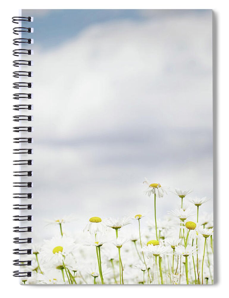 Daisies Spiral Notebook featuring the photograph White Daisies in Summer Sunshine by Rebecca Cozart