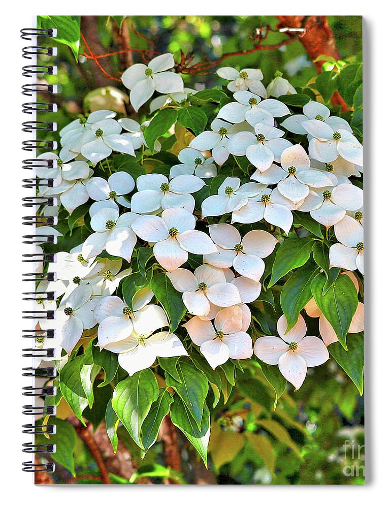 White Dogwood Spiral Notebook featuring the photograph White Dogwood Tree Bouquet by Carol Groenen