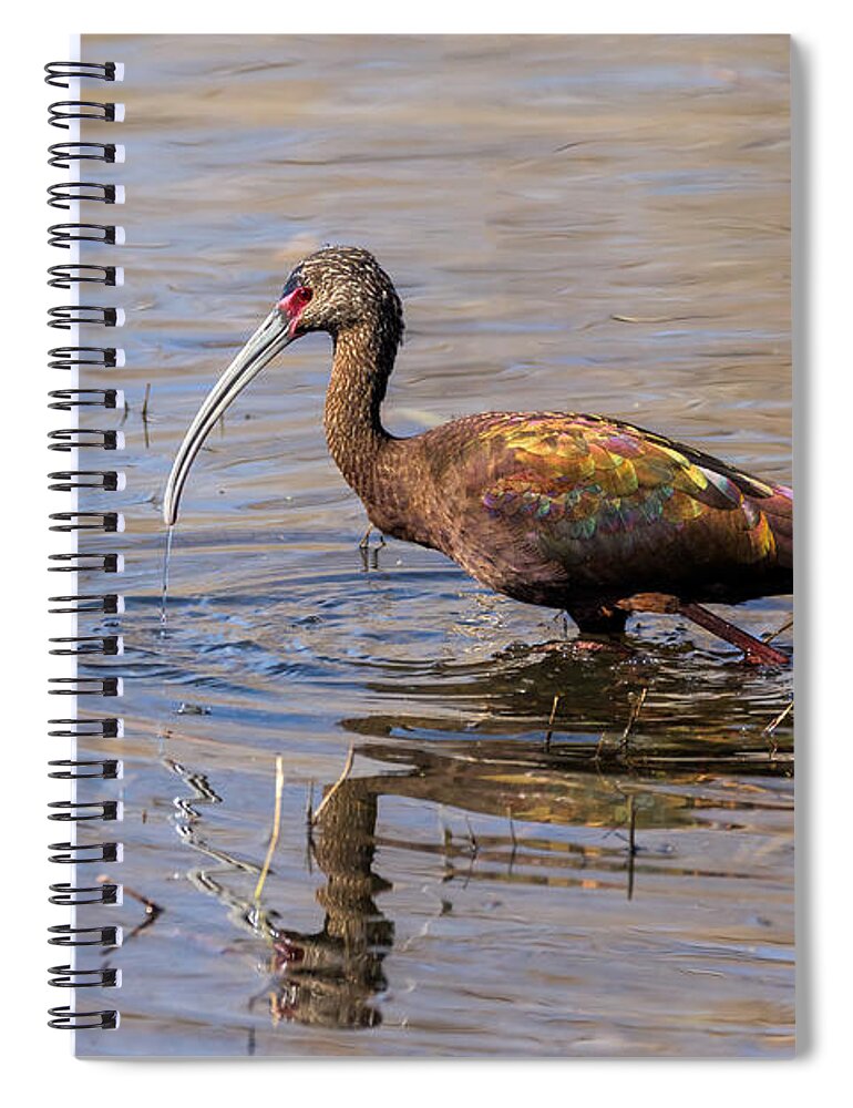 Ibis Spiral Notebook featuring the photograph White-faced Ibis in Breeding Plumage by Kathleen Bishop