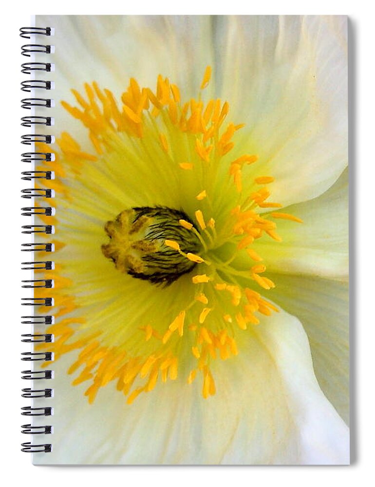 Rockrose Spiral Notebook featuring the photograph White Flower by Wingsdomain Art and Photography