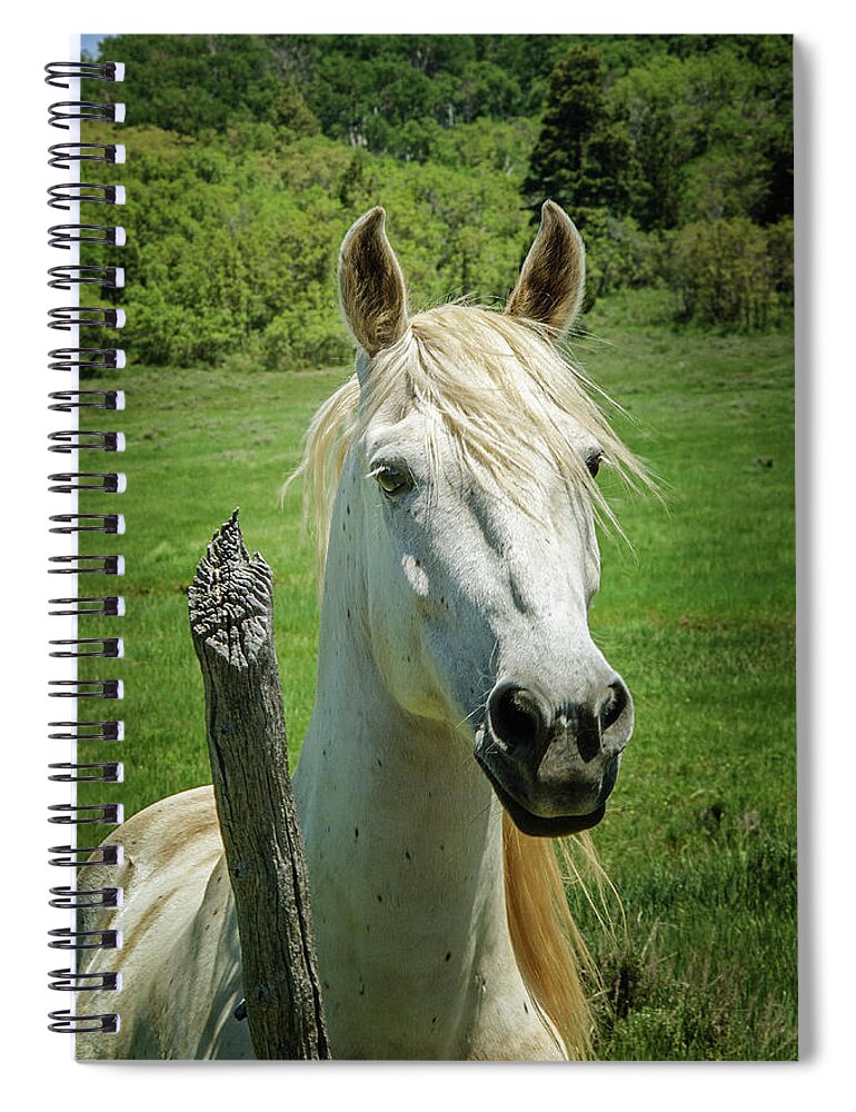 White Horse  2 Spiral Notebook featuring the photograph White Horse  2 by Susan McMenamin