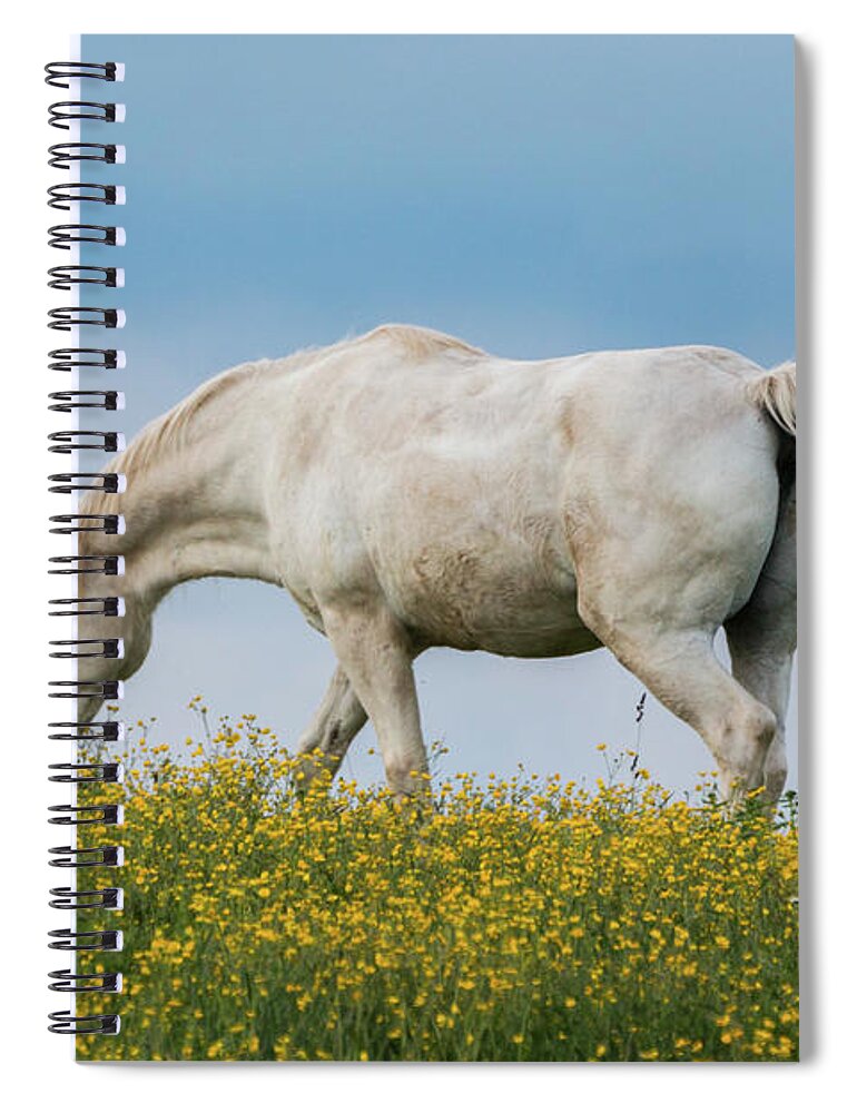 Horse Spiral Notebook featuring the photograph White Horse of Cataloochee Ranch 2 - May 30 2017 by D K Wall