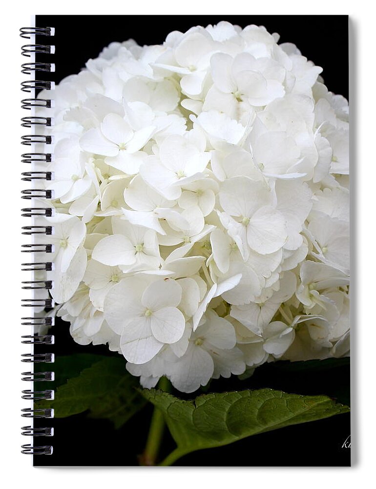 White Spiral Notebook featuring the photograph White Hydrangea by Kume Bryant