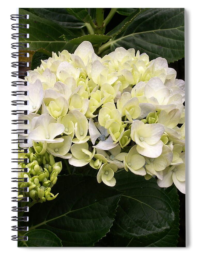 Flower Spiral Notebook featuring the photograph White Hydrangeas by Amy Fose