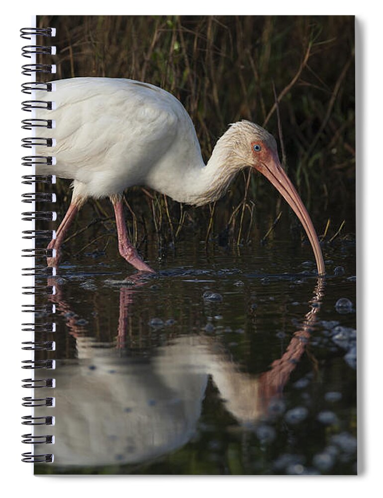 American Spiral Notebook featuring the photograph White Ibis feeding in morning light by David Watkins