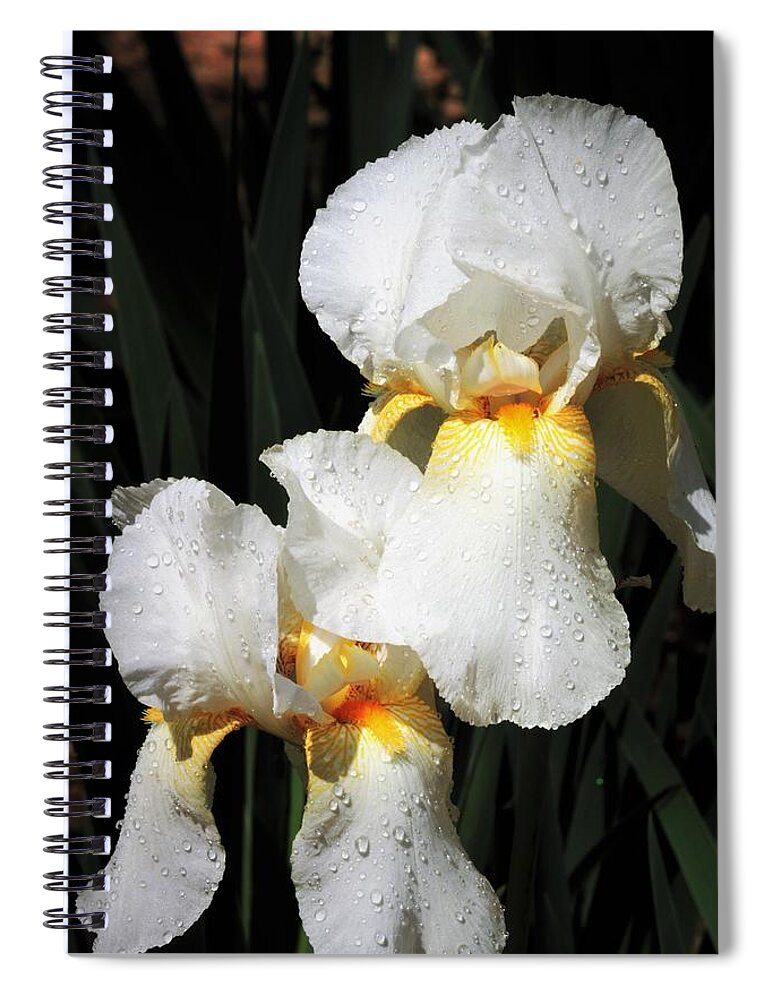Nature Spiral Notebook featuring the photograph White Iris After the Rain by Sheila Brown