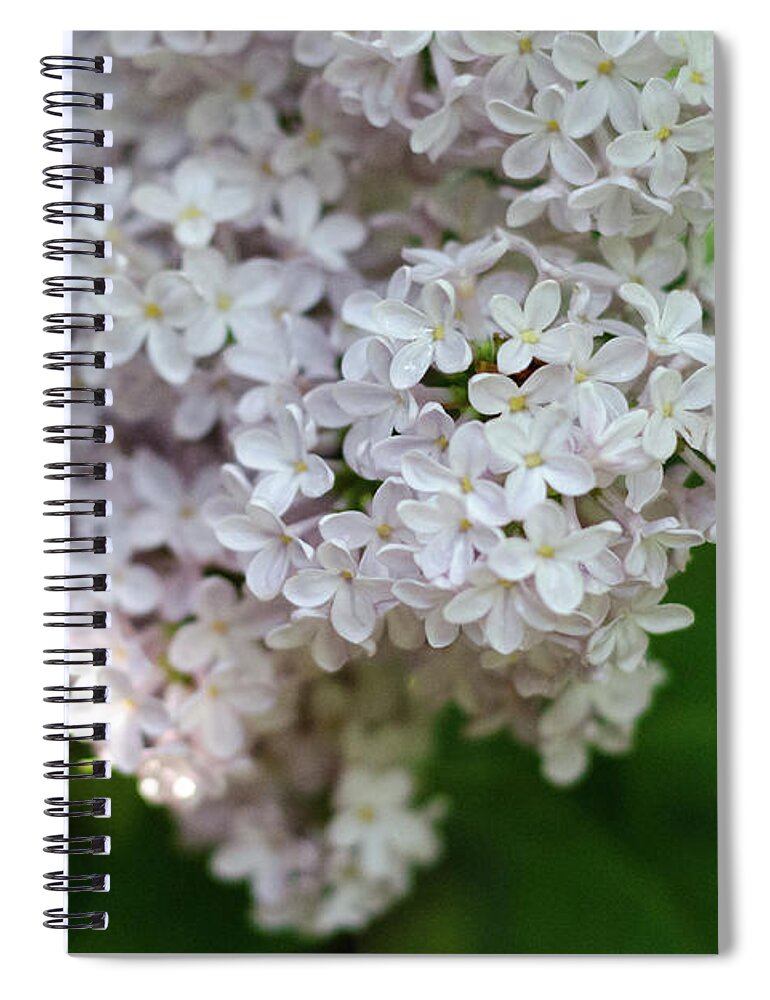 Lilac Spiral Notebook featuring the photograph White Lilacs by Laurel Best