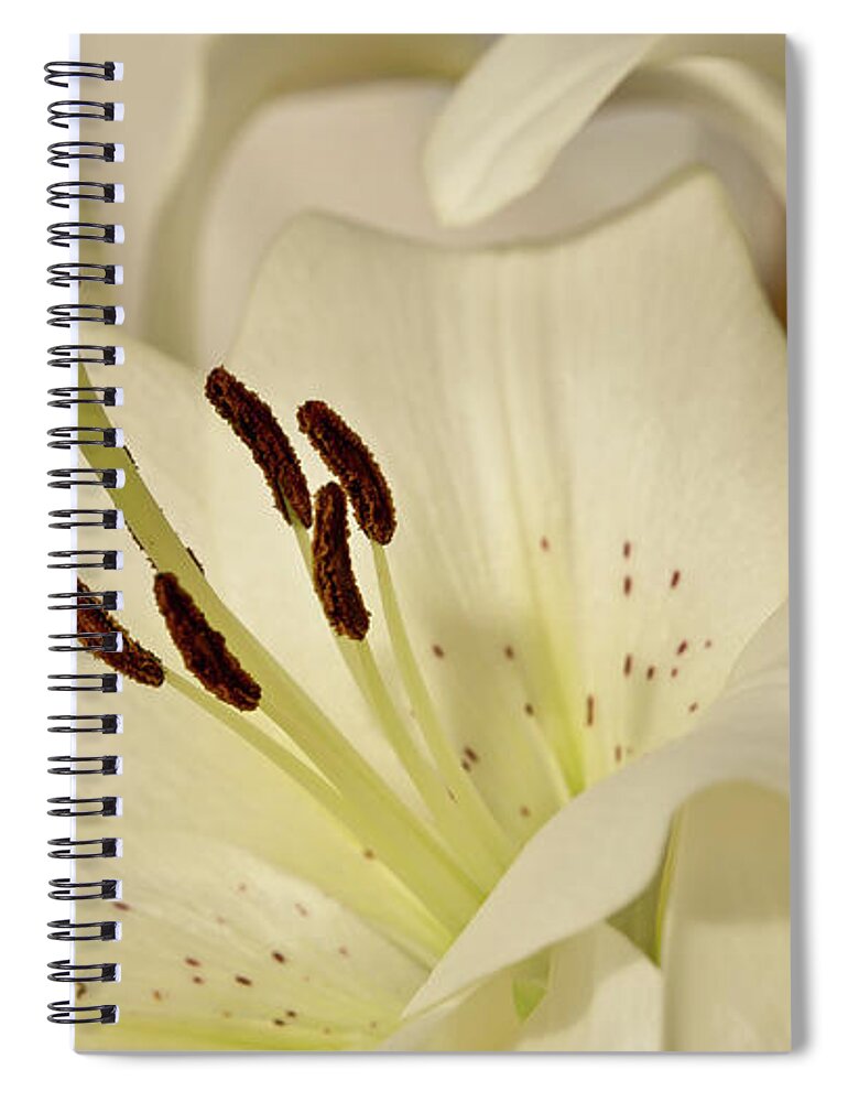 Lily Spiral Notebook featuring the photograph White Lily 3 by Elena Perelman