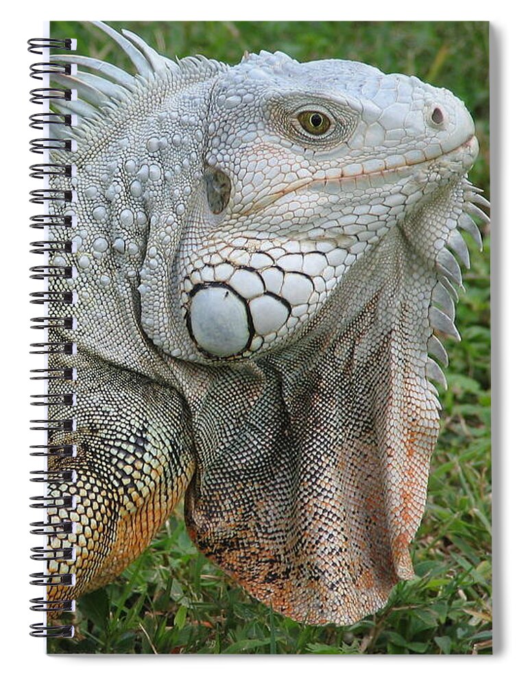 Lizard Spiral Notebook featuring the photograph White Lizard by David Bader
