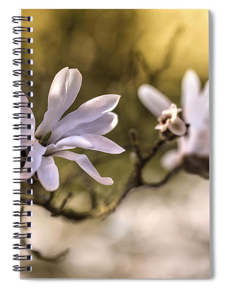Spring Spiral Notebook featuring the photograph White Magnolia by Jaroslaw Blaminsky