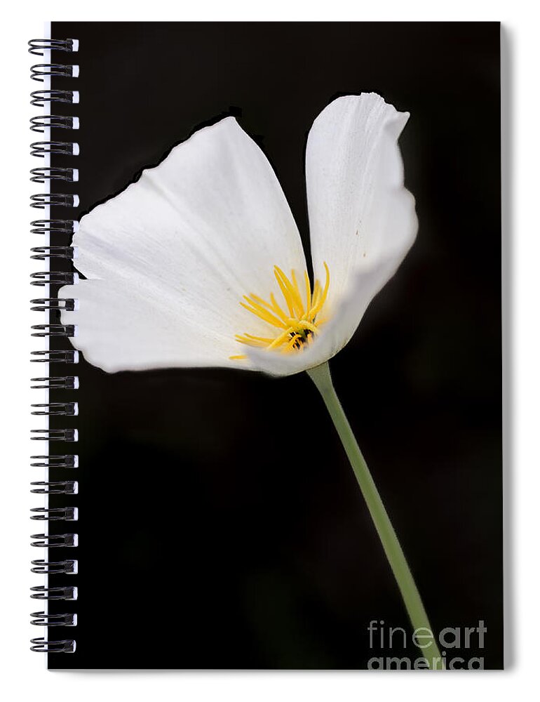 Poppy Spiral Notebook featuring the photograph White Mexican Gold Poppy by Tamara Becker