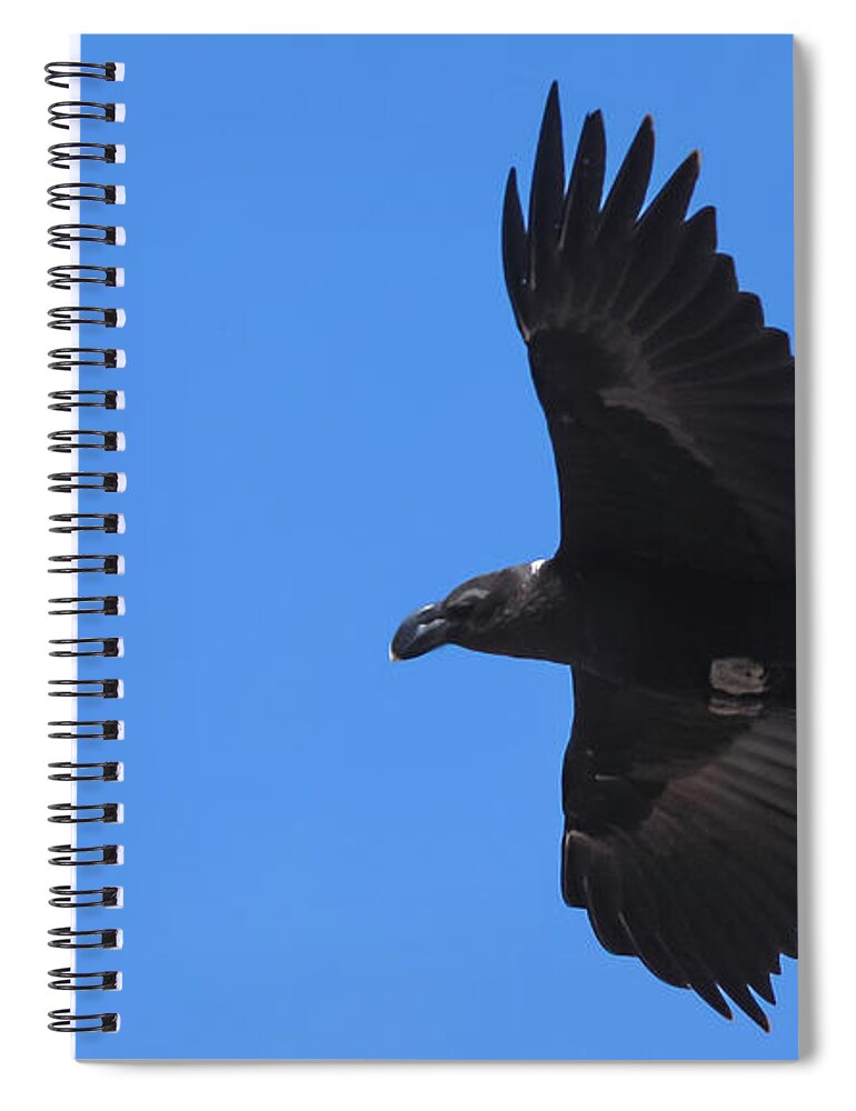Africa Spiral Notebook featuring the photograph White-Necked Raven Soaring Along Kilimanjaro by Jeff at JSJ Photography