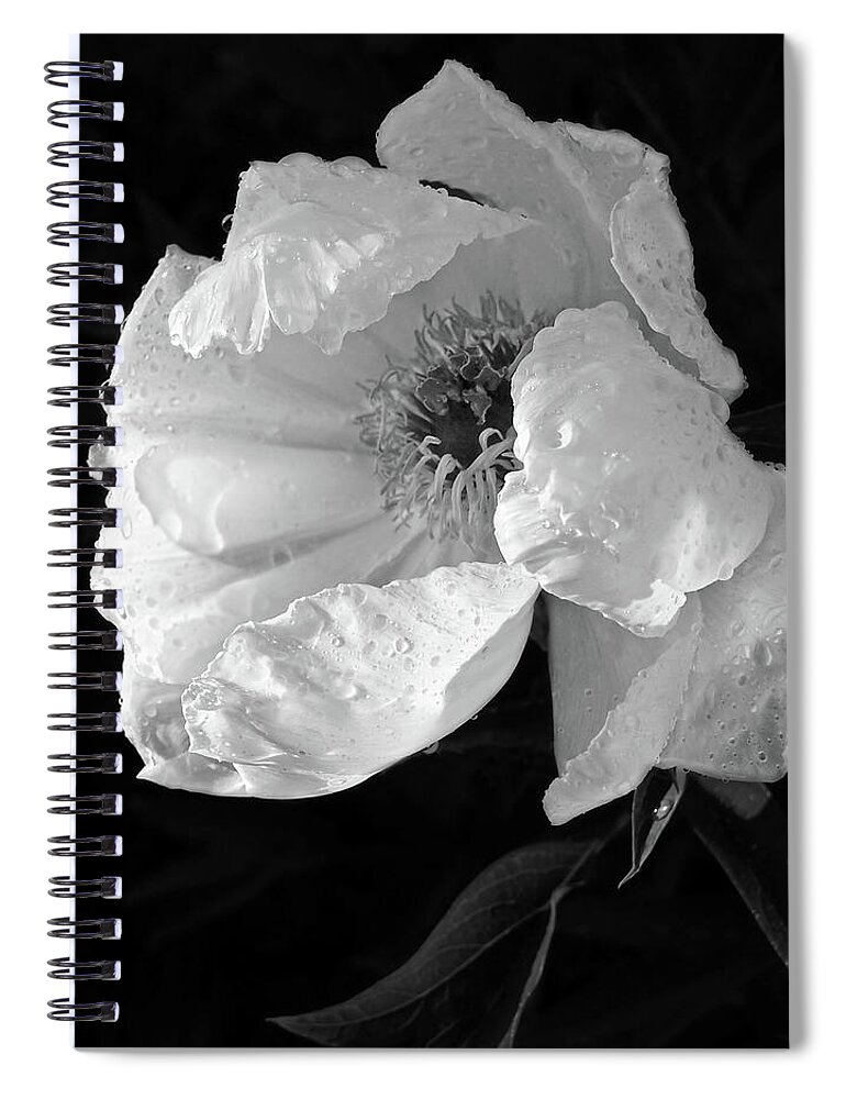 Black And White Flowers Spiral Notebook featuring the photograph White Peony After the Rain in Black and White by Gill Billington