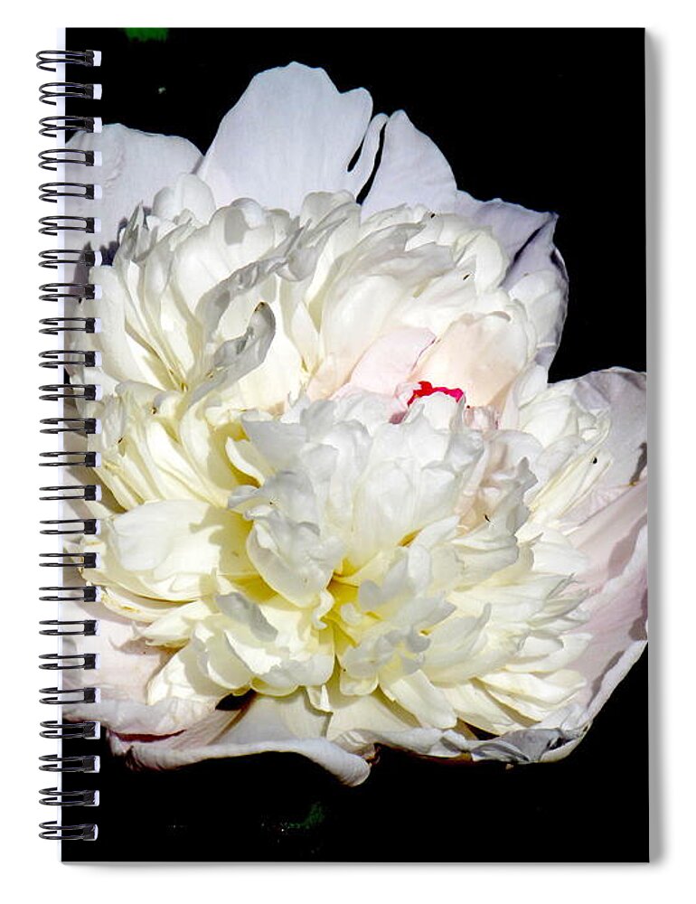 Photograph Spiral Notebook featuring the photograph White Peony II by Delynn Addams