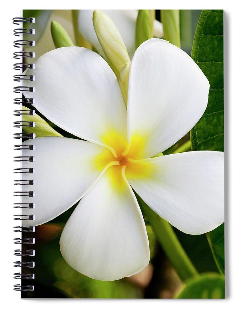 White Plumeria Spiral Notebook featuring the photograph White Plumeria by Kelley King