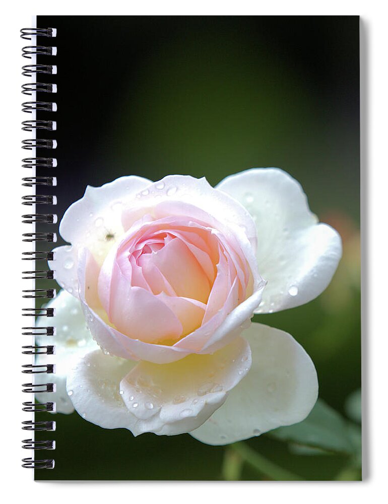 Rose Spiral Notebook featuring the photograph White rose by Agnes Caruso