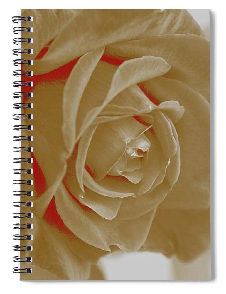 Rose Spiral Notebook featuring the photograph White Rose by Athala Bruckner