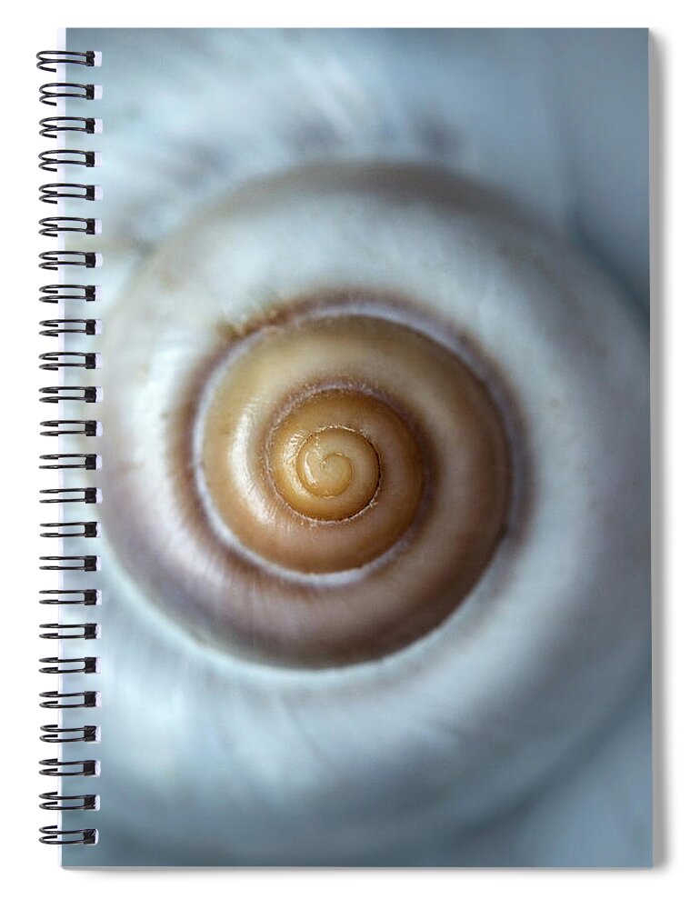 Shell Spiral Notebook featuring the photograph White snail shell by Jaroslaw Blaminsky