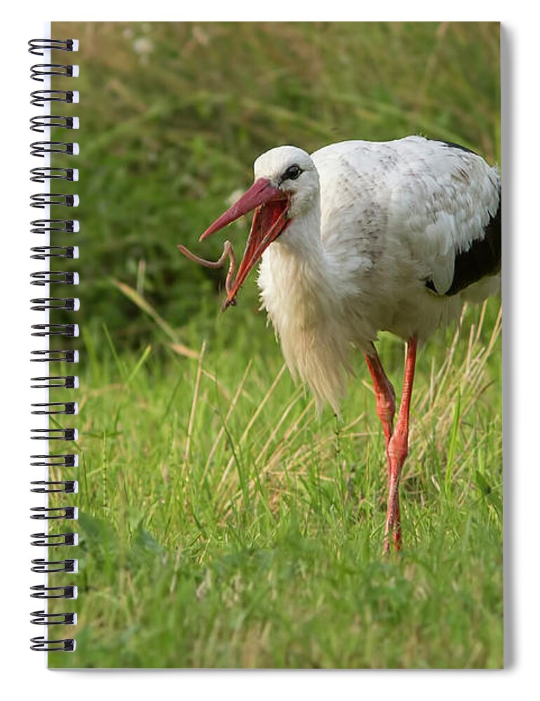 White Spiral Notebook featuring the photograph White stork feeding by Mircea Costina Photography