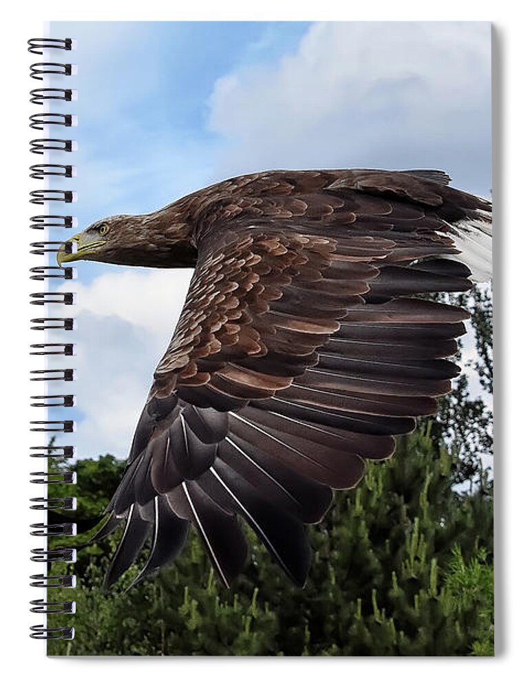 Sea Eagle Spiral Notebook featuring the photograph White Tailed Eagle by Kuni Photography