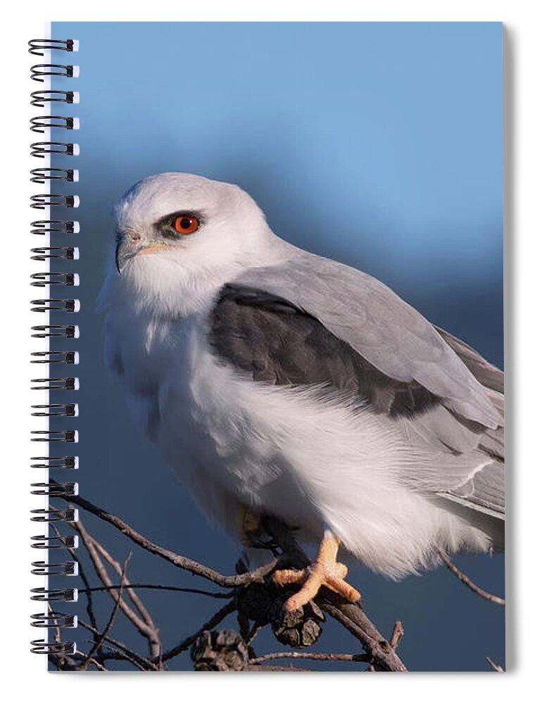 White-tailed Kite Spiral Notebook featuring the photograph White Tailed Kite Taking a Break from the Hunt by Kathleen Bishop