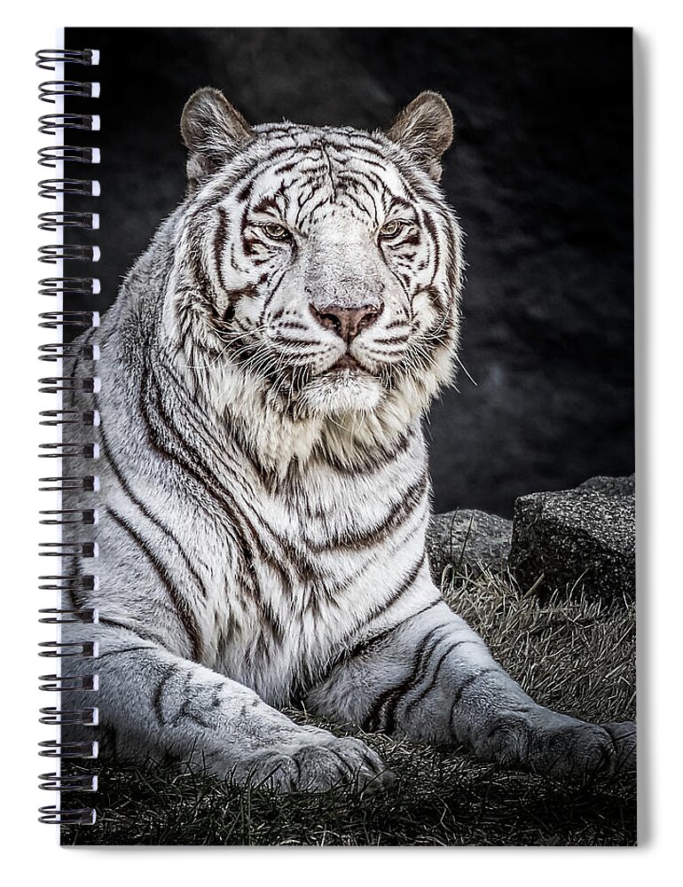 Big Cat Spiral Notebook featuring the photograph White Tiger by Ron Pate