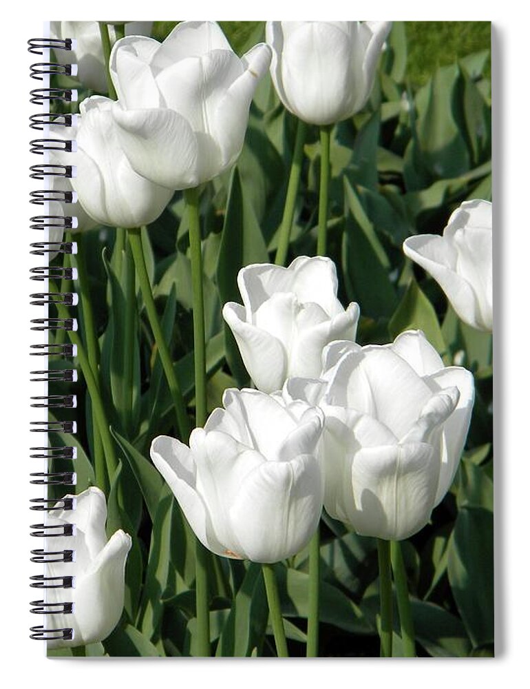 White Tulips Spiral Notebook featuring the photograph White tulips by Manuela Constantin