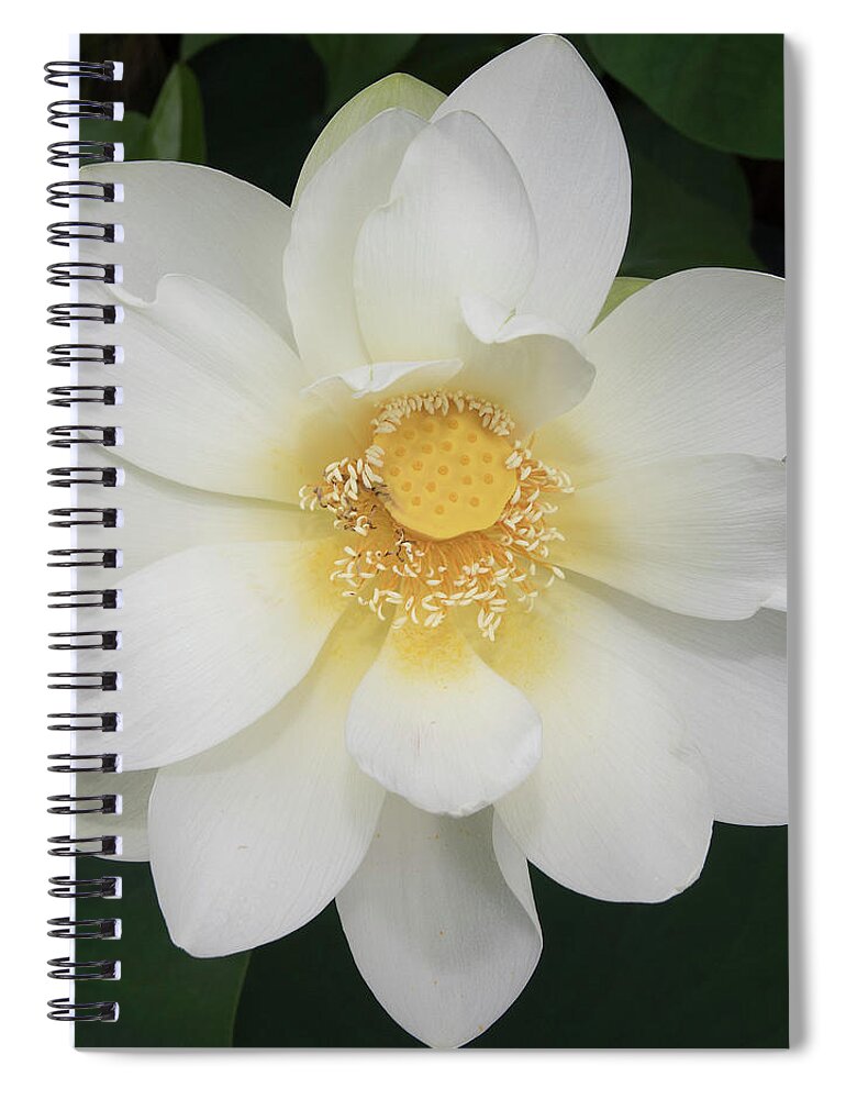 Flower Spiral Notebook featuring the photograph White Waterlily by Masami IIDA