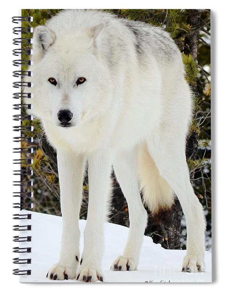 Wolf Spiral Notebook featuring the photograph White Wolf by Kae Cheatham
