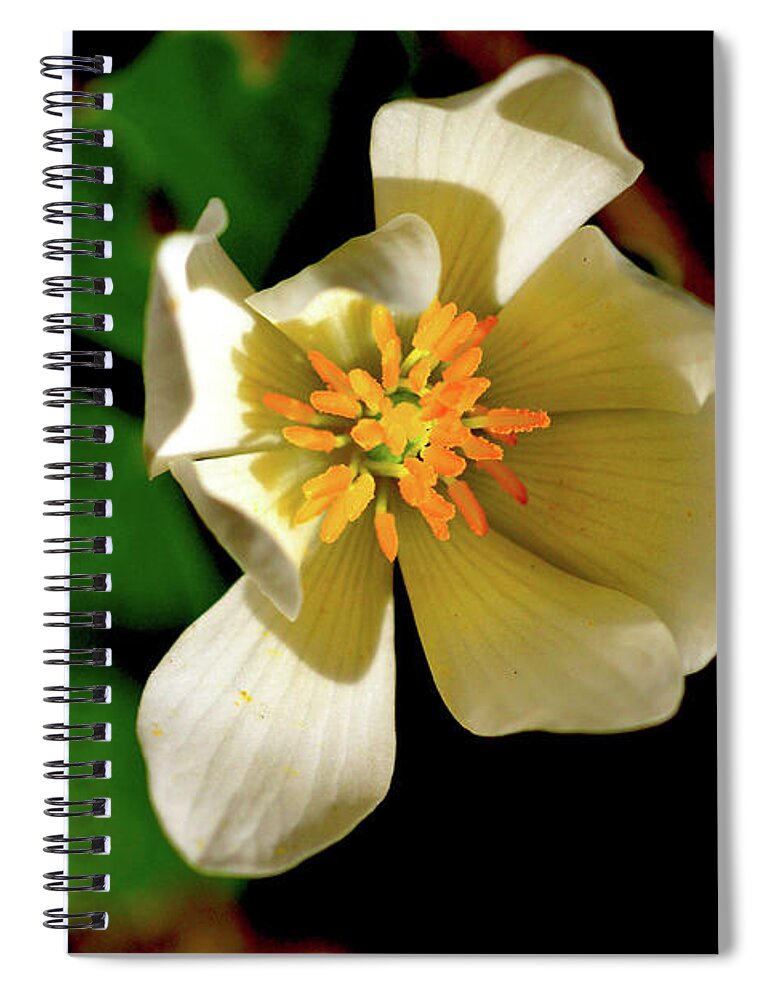 Macro Photography Spiral Notebook featuring the photograph Bloodroot White Flower by Meta Gatschenberger