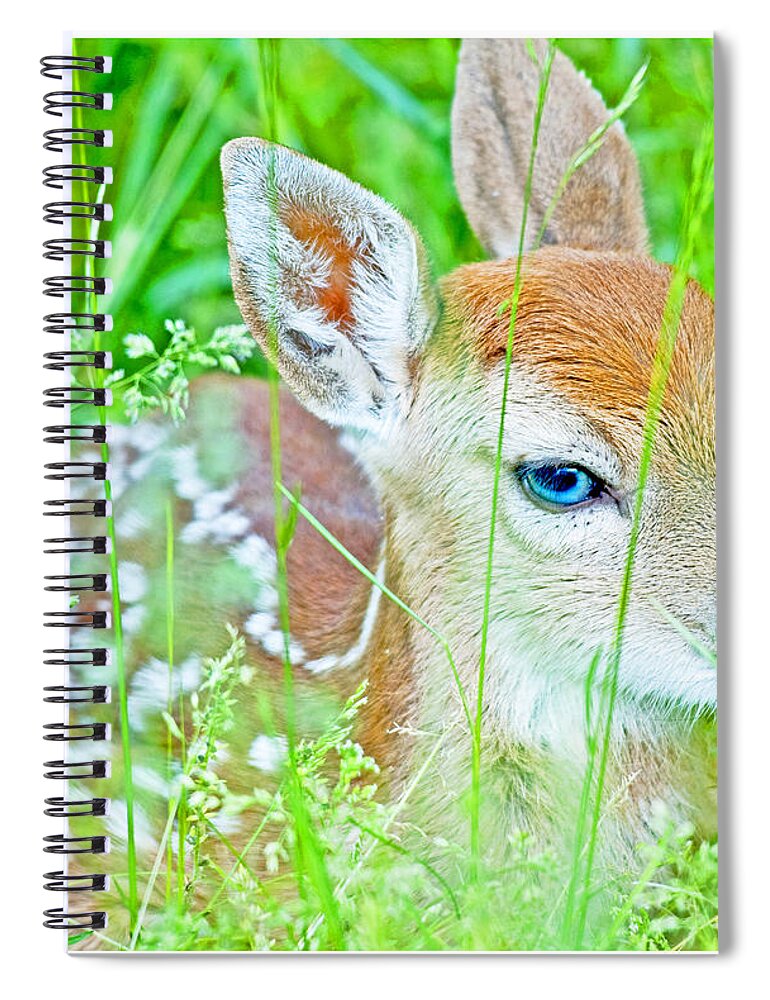 Vulnerable Spiral Notebook featuring the photograph Whitetailed Deer Fawn by A Macarthur Gurmankin