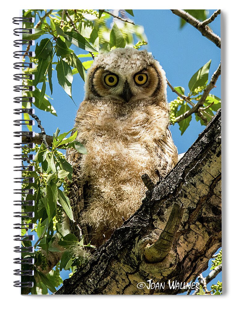 Great Horned Owl Spiral Notebook featuring the photograph Whooo Are You? by Joan Wallner
