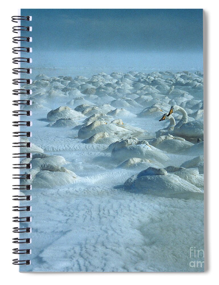 Whooper Swan Spiral Notebook featuring the photograph Whooper Swans in Snow by Teiji Saga and Photo Researchers