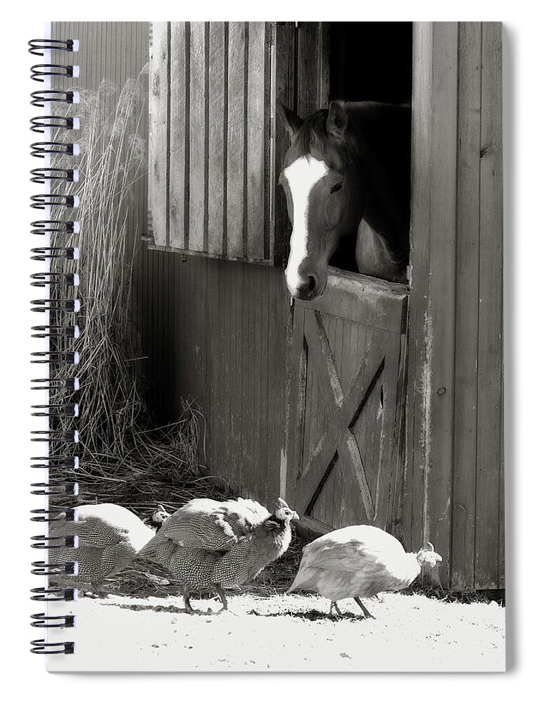 Horse Spiral Notebook featuring the photograph Why Did the Guinea Hen Cross the Road - sepia by Angela Rath