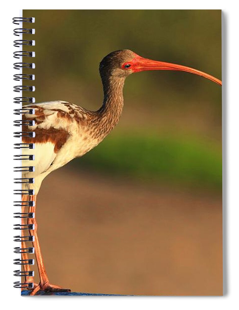 White Ibis Spiral Notebook featuring the photograph Why Said The Juvenile White Ibis by Carol Montoya