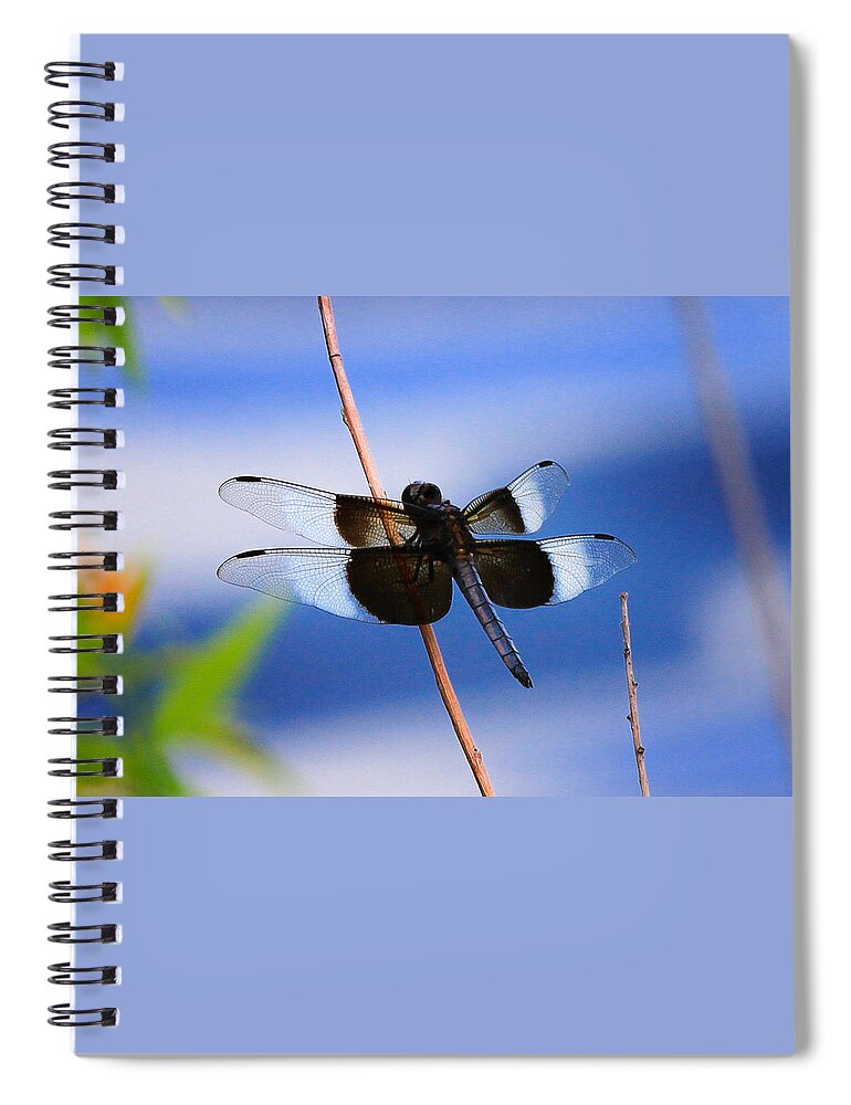Widow Skimmer Dragonfly Spiral Notebook featuring the photograph Widow Skimmer Dragonfly by Juli Ellen