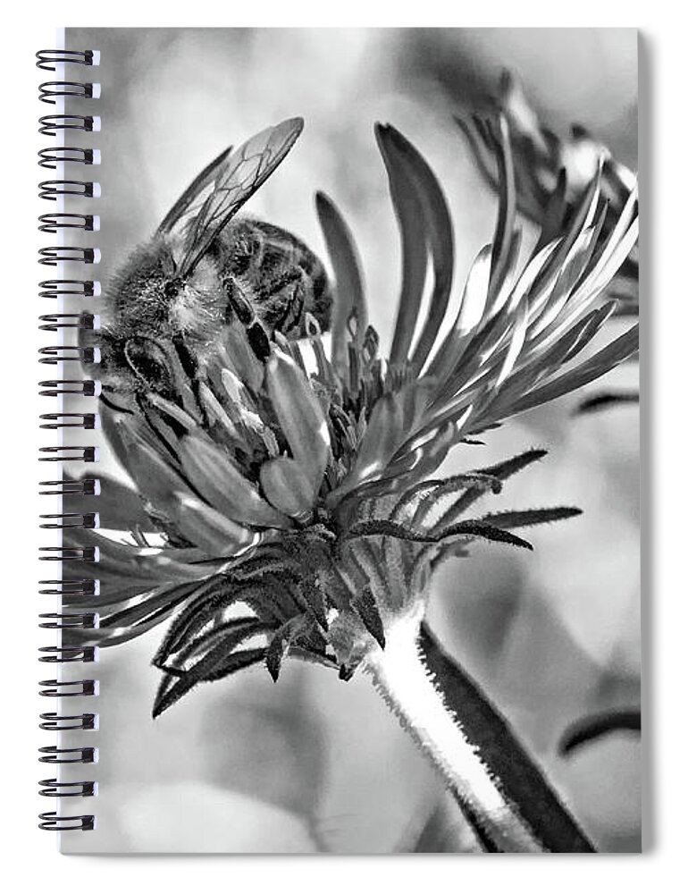 Steve Harrington Spiral Notebook featuring the photograph Wild Aster And Honey Bee 2 bw by Steve Harrington