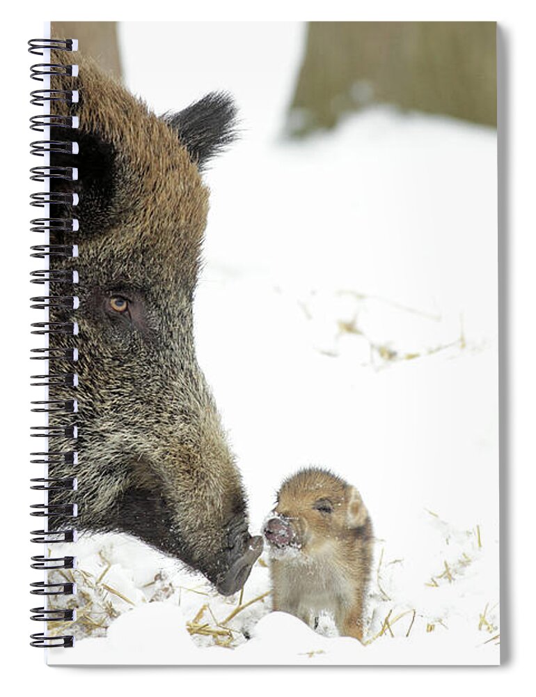 Adult Female Spiral Notebook featuring the photograph Wild Boar Mother And Baby by Duncan Usher