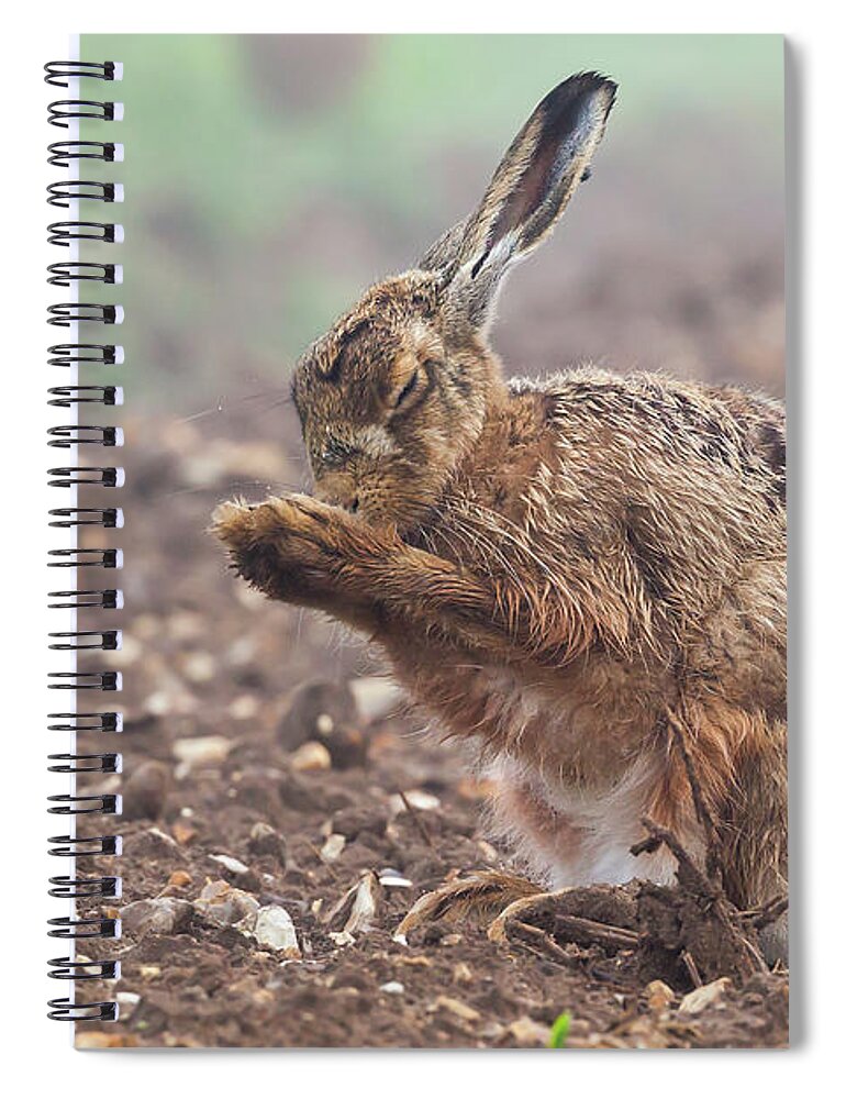 Hare Spiral Notebook featuring the photograph Wild brown hare with eyes closed, having a morning wash 0124 by Simon Bratt