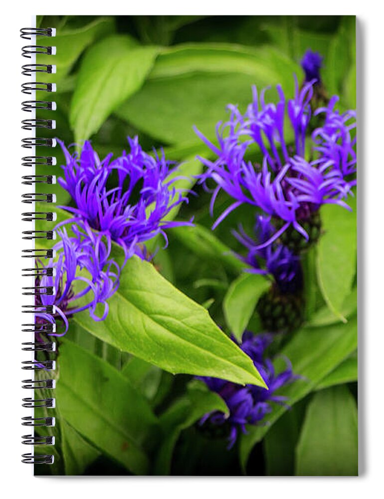 Flowers Spiral Notebook featuring the photograph Wild Cornflowers in Iceland by Venetia Featherstone-Witty