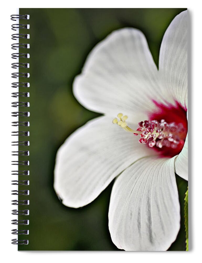  Hibiscus Spiral Notebook featuring the photograph Wild Hibiscus Moscheutos_1a by Walter Herrit