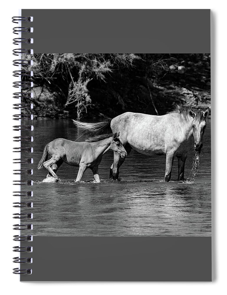 Wild Spiral Notebook featuring the photograph Wild Horses Black and White by Douglas Killourie